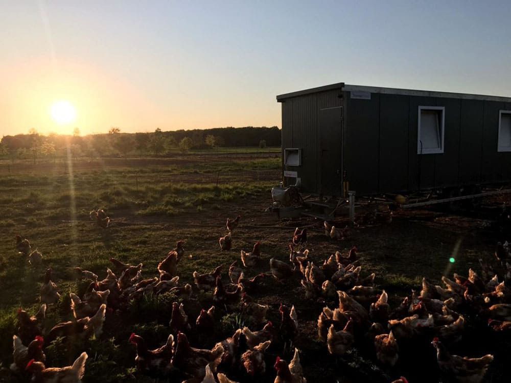 Hühnermobil und Hühner im Sonnenuntergang.